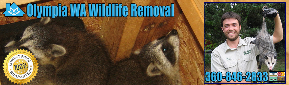 Olympia Wildlife and Animal Removal